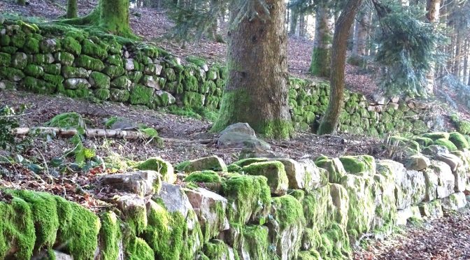 Héritages culturels et environnementaux dans les forêts des Vosges saônoises